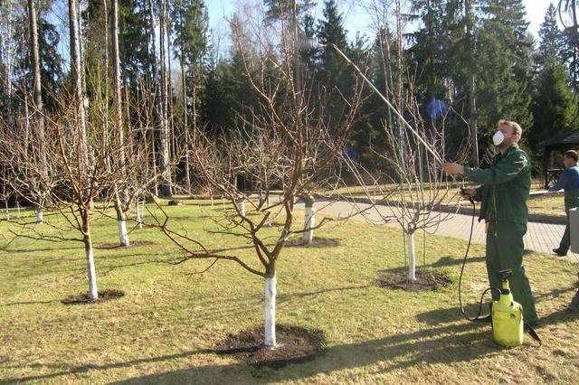 Herbstbehandlung von Gartenpflanzen gegen Krankheiten und Schädlinge.