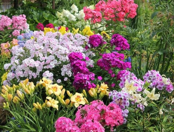 Welche mehrjährigen Blumen werden im Herbst gepflanzt und ausgepflanzt?