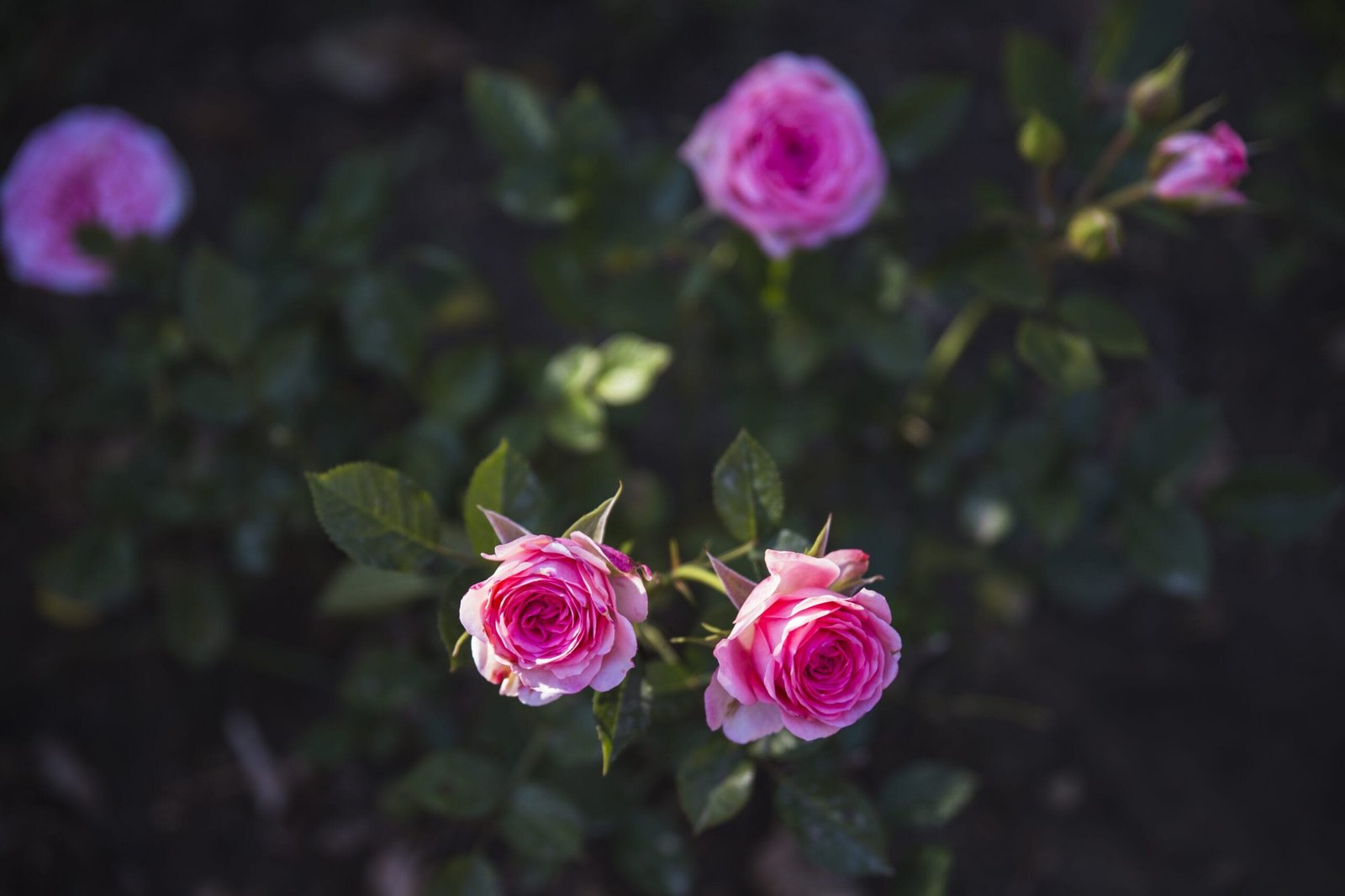 Herbstpflege für Gartenrosen Vorbereitung auf den Winter