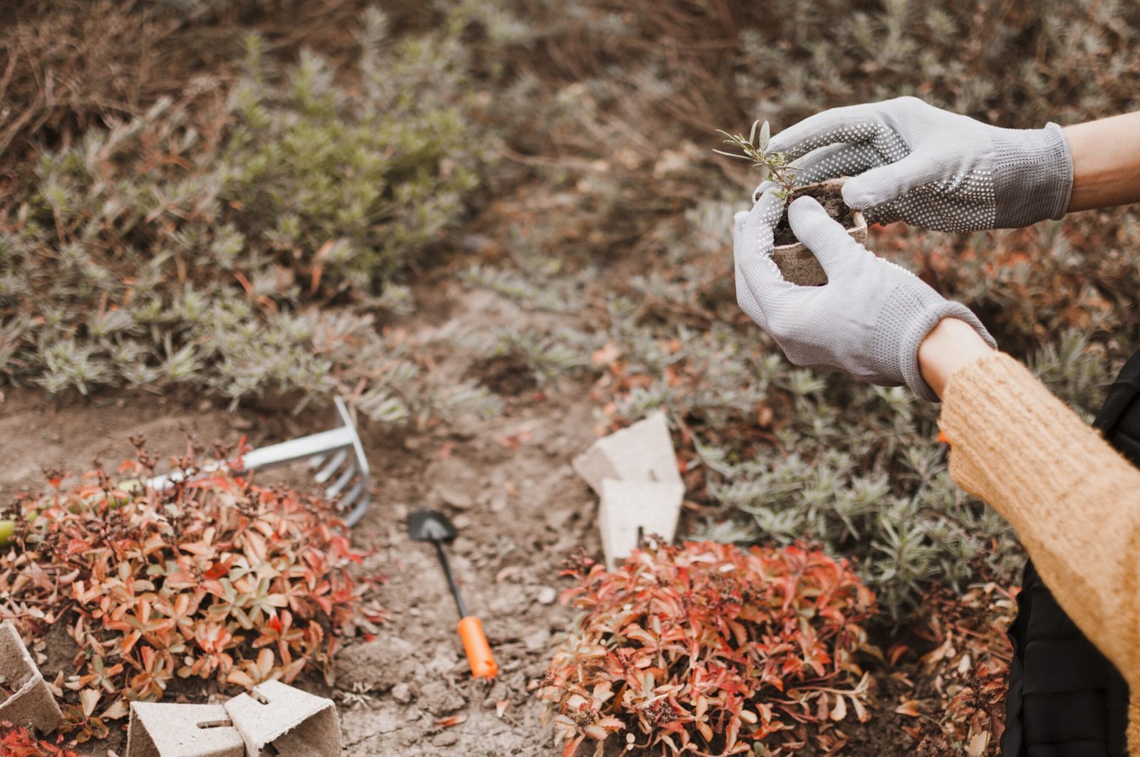 Pflege von mehrjährigen und einjährigen Blumen im Herbst