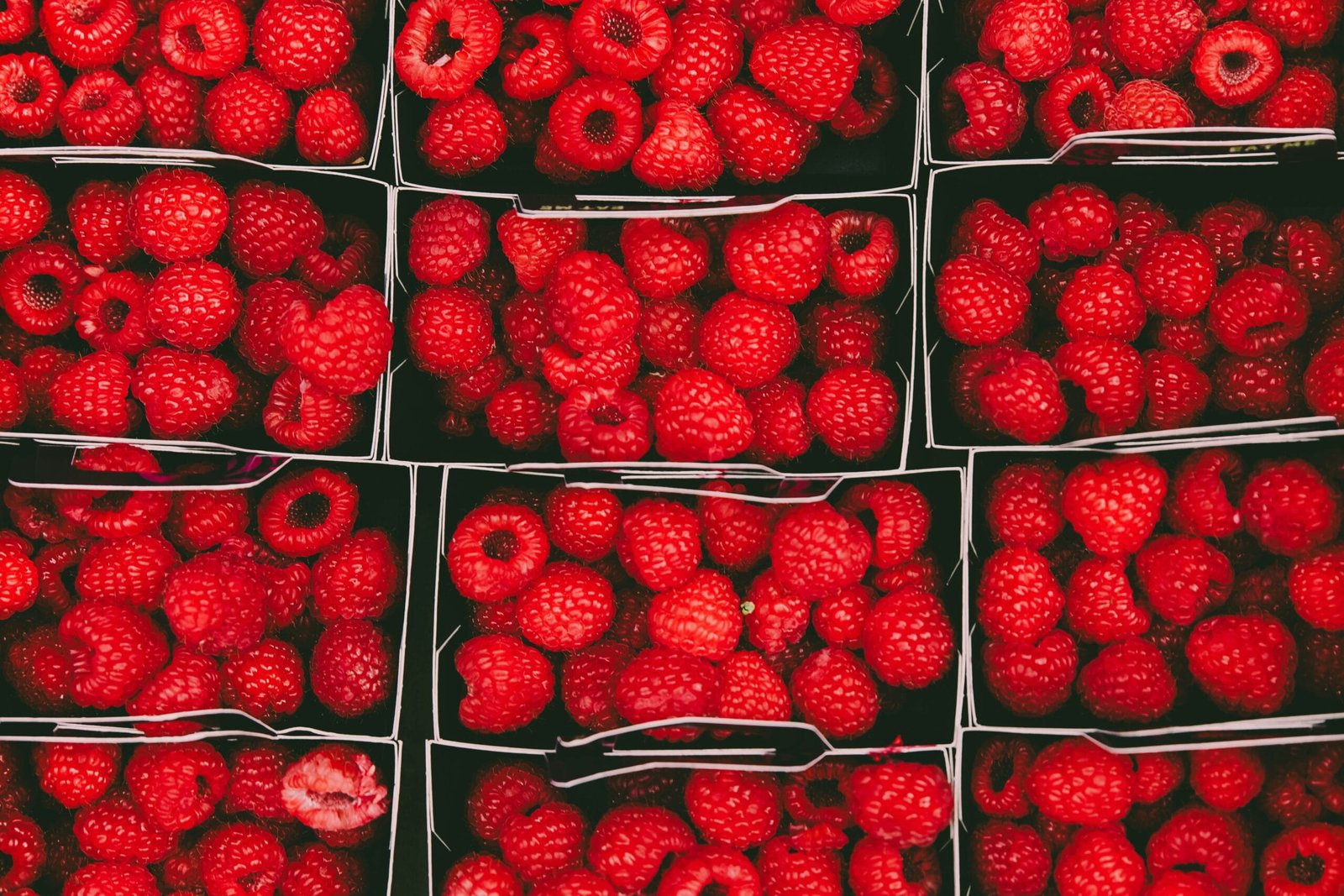 Wann werden Himbeeren im Herbst 2024 gepflanzt, beschnitten und verpflanzt