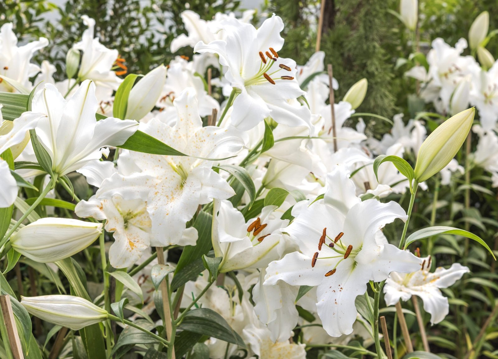 Wie man Gartenlilien im Herbst pflanzt