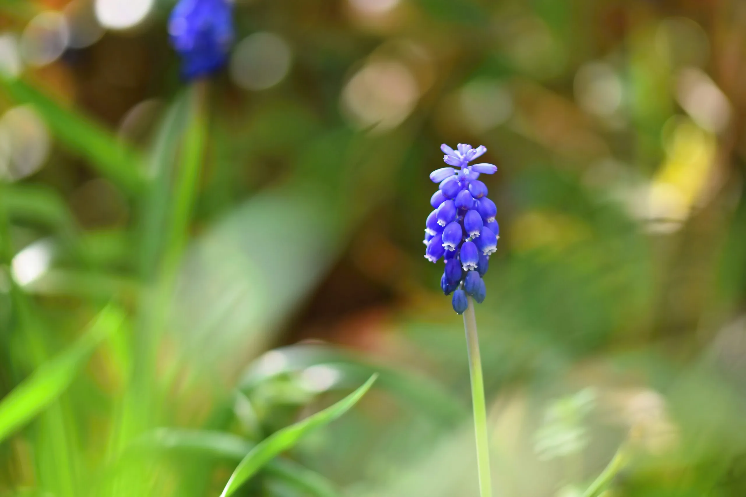 Wie man Muscari im Herbst pflanzt