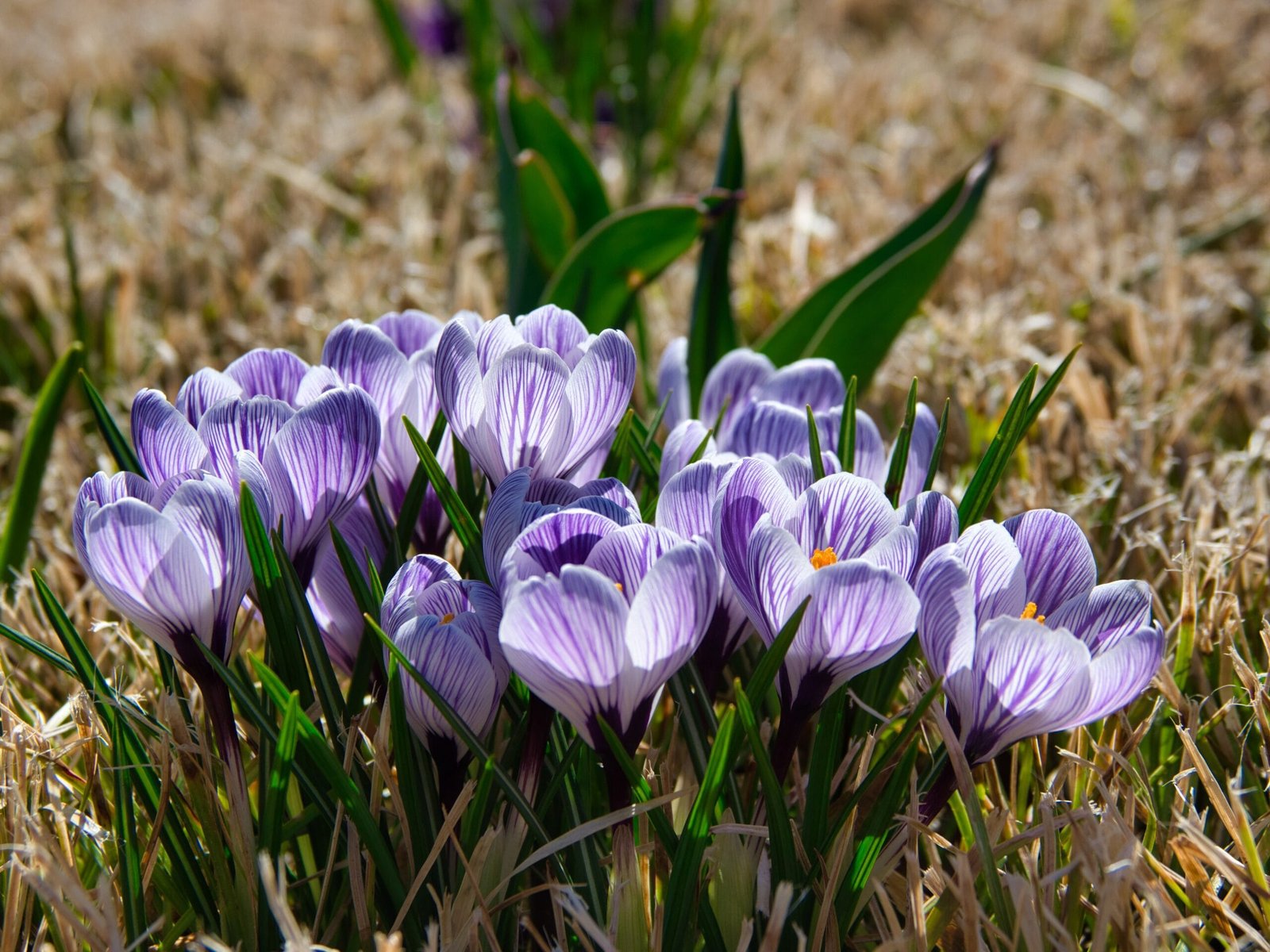 Wie man im Herbst Krokusse pflanzt