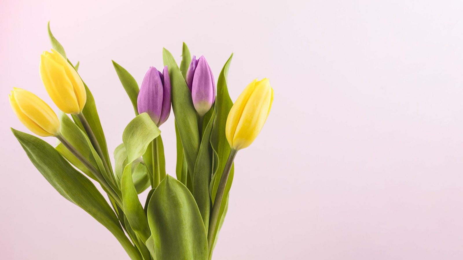 Wie und wann man in diesem Herbst Tulpen pflanzt