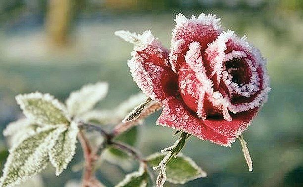 Rosen für den Winter vorbereiten