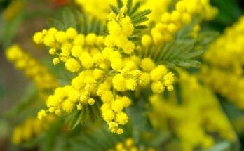 Pflege von mehrjährigen und einjährigen Blumen im Herbst