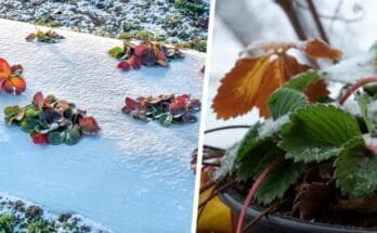 Richtiges Abdecken von Rosen für den Winter: Was Blumenzüchter darüber wissen sollten