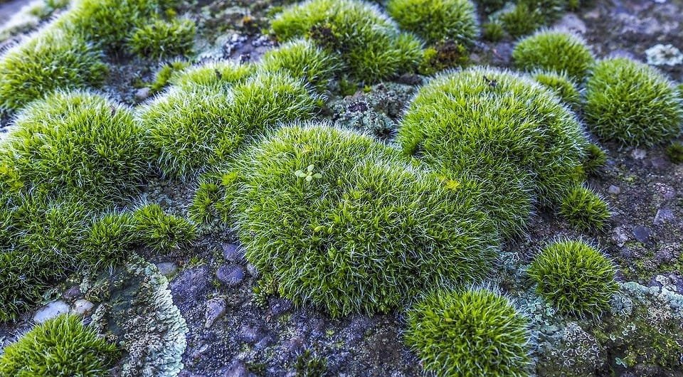 Was tun, wenn Moos in den Beeten wächst: Tipps zur Bekämpfung des unerwünschten Bewuchses Was tun, wenn Moos in den Beeten wächst: Tipps zur Bekämpfung des unerwünschten Bewuchses