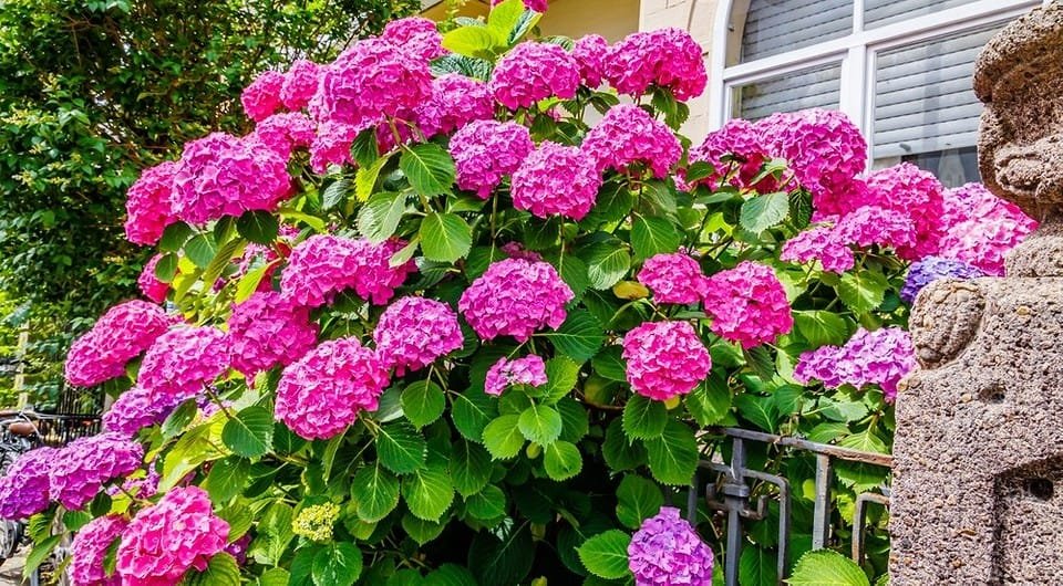 Wie professionelle Blumenzüchter Hortensien verpflanzen